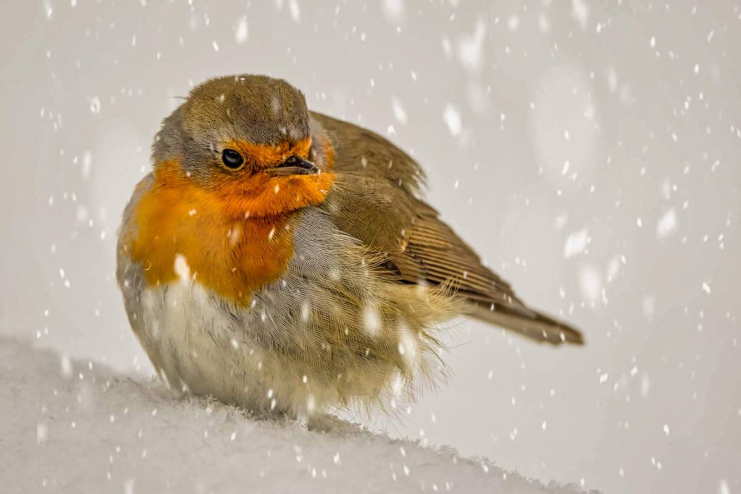 Rotkehlchen im Schneefall