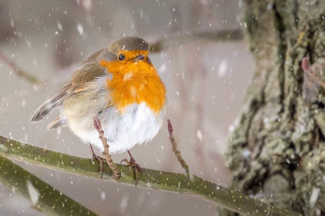 Rotkehlchen im Schnee auf Ast
