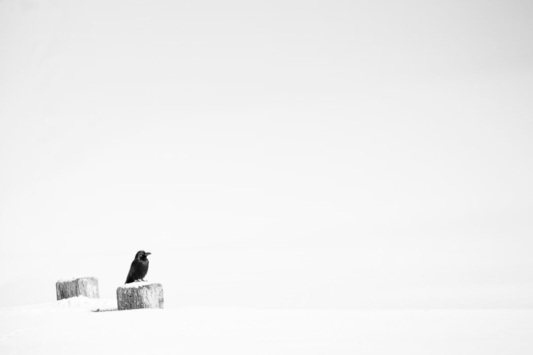 Schwarzer Rabe auf verschneitem Holzpfahl im Winter