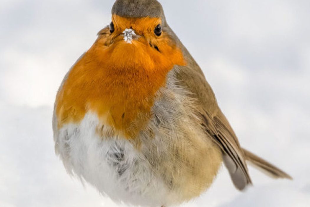 otkehlchen im Schnee mit orangeroter Brust