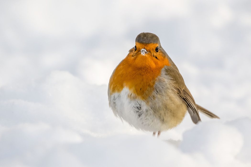otkehlchen im Schnee mit orangeroter Brust