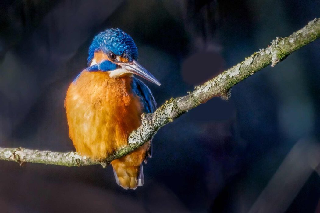 Eisvogel frontal auf einem Ast sitzend mit blauem und orangefarbenem Gefieder