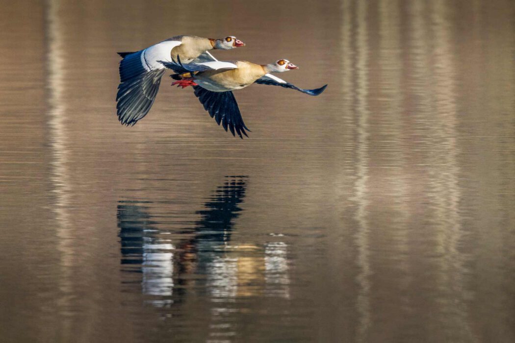 Zwei NilgGänse fliegen dicht beieinander über eine Wasseroberfläche, ihre reflektierenden Schatten sind unter ihnen zu sehen.