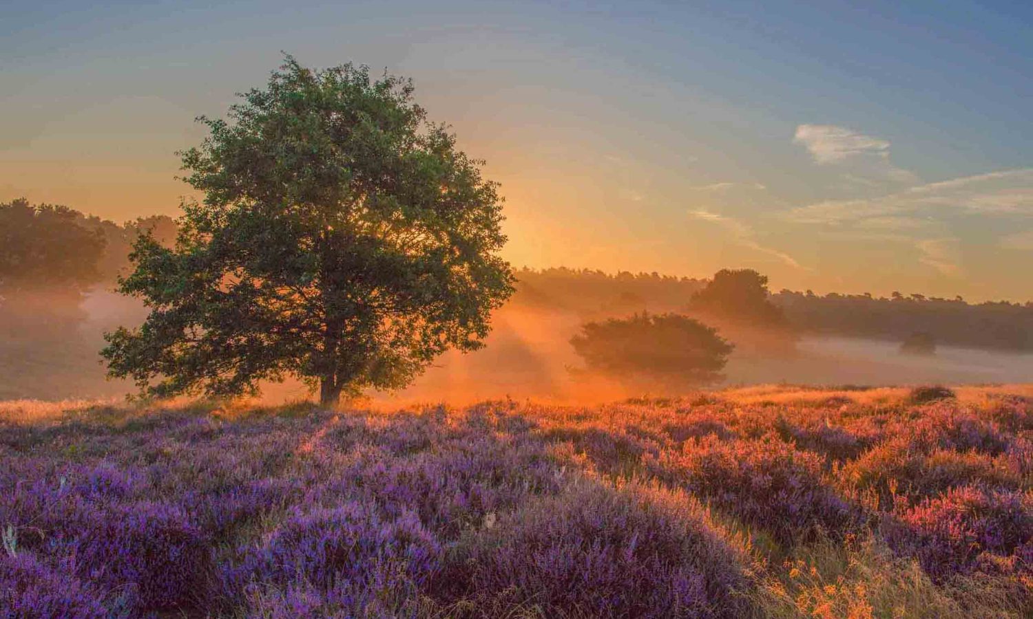 Blühendes lila Heidefeld bei Sonnenaufgang mit Bäumen und Nebel