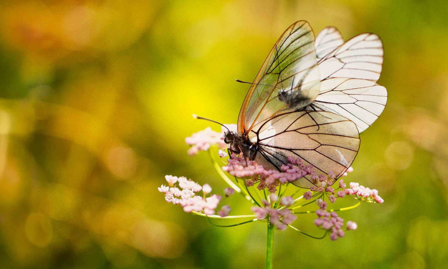Zwei Baumweißlinge mit weißen, geäderten Flügeln sitzt em auf einer kleinen lila Blume.