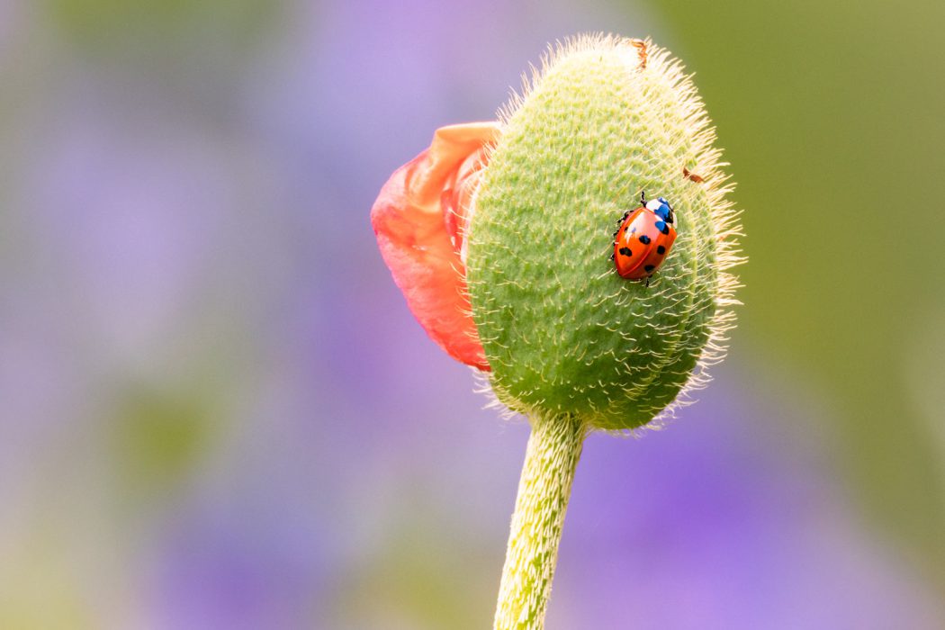 Marienkäfer auf Mohnblumenknospe