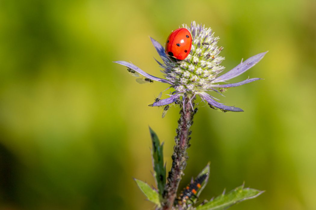 Marienkäfer auf Distelblüte mit Blattläusen