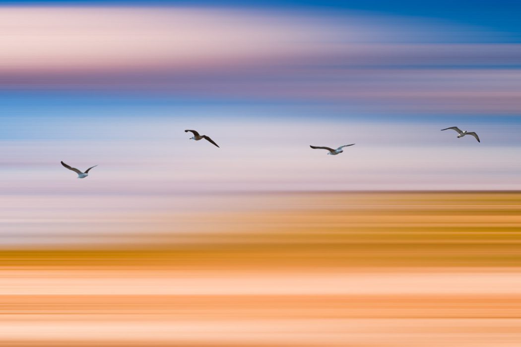 Eine abstrakte Fotografie mit starker horizontaler Bewegungsunschärfe. Vier Möwen fliegen in einer Reihe von links nach rechts durch das Bild. Der Hintergrund besteht aus weich verlaufenden Farbbändern in Blau, Violett, Ocker und Orange.