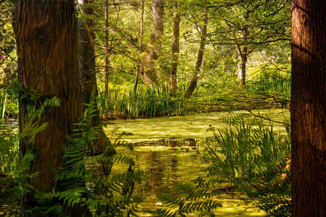 Feuchtgebiet-Wald mit grün bedecktem Wasser und Bäumen, ähnlich einem Bayou.im Botanischen Garten Bochum