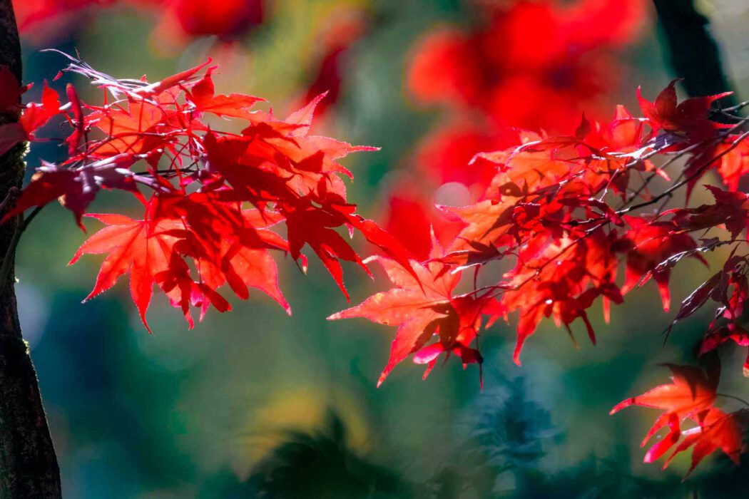 Leuchtend rote Blätter eines Japanischen Ahorns (Momiji) im Herbst.