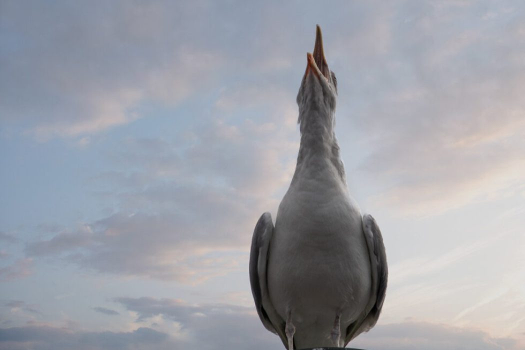 Silbermöwe in extremer Froschperspektive mit weit geöffnetem Schnabel schreiend gen Himmel vor bewölktem Abendhimmel.