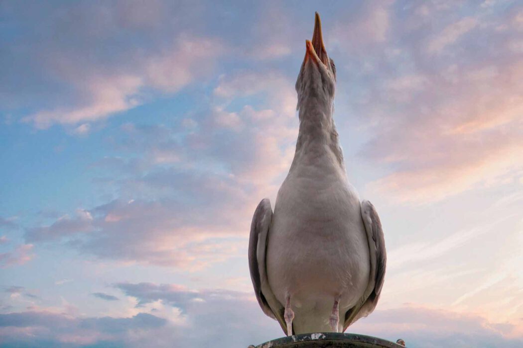 Möwe mit geöffnetem Schnabel schreit oder ruft in den Himmel vor Wolkenhintergrund.