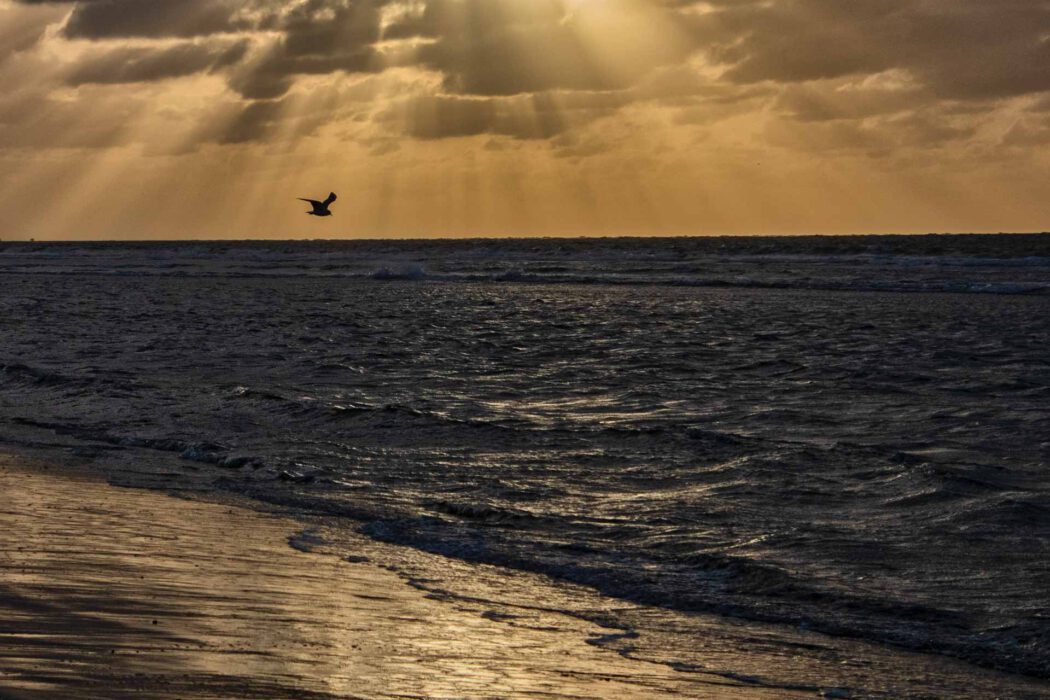 Reisefotografie Nordsee bei Sonnenuntergang: Möwe im Flug als Silhouette über dunklem Meer, Sonnenstrahlen brechen durch Wolken am goldenen Abendhimmel, Lichtreflex auf nassem Sand und Wellen.