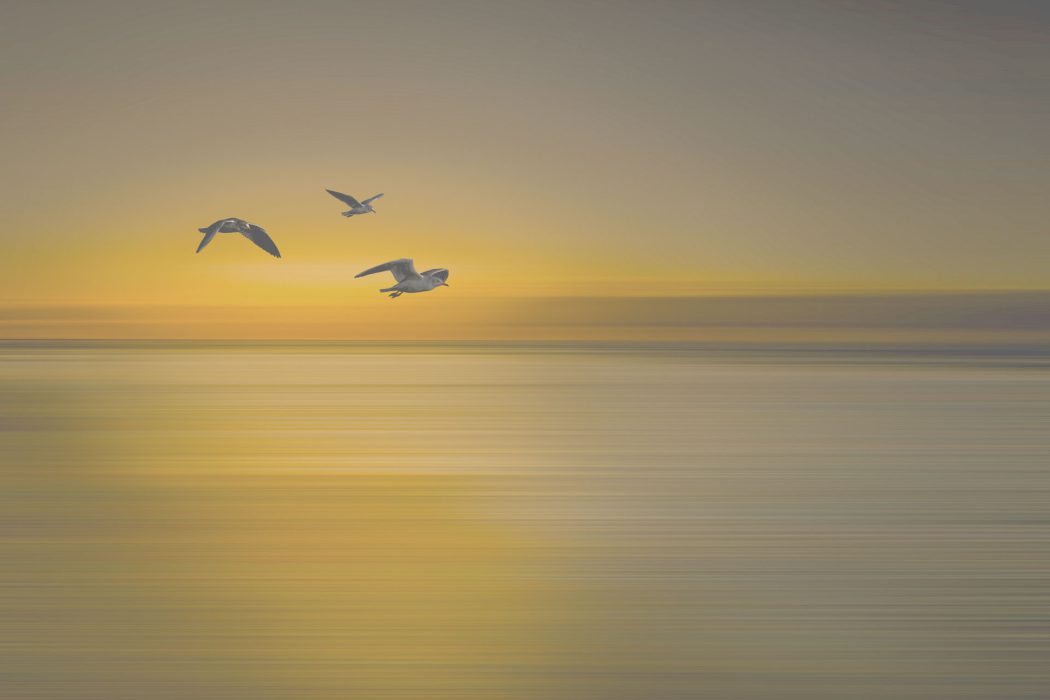 Drei Möwen fliegen über ruhiges Wasser bei Sonnenuntergang mit gelb-grauer Himmelsstimmung