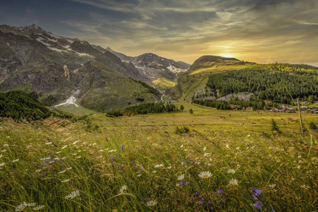 Panoramabild eines sonnigen Bergtals mit Wiesen, Wildblumen und schneebedeckten Gipfeln bei Sonnenuntergang.