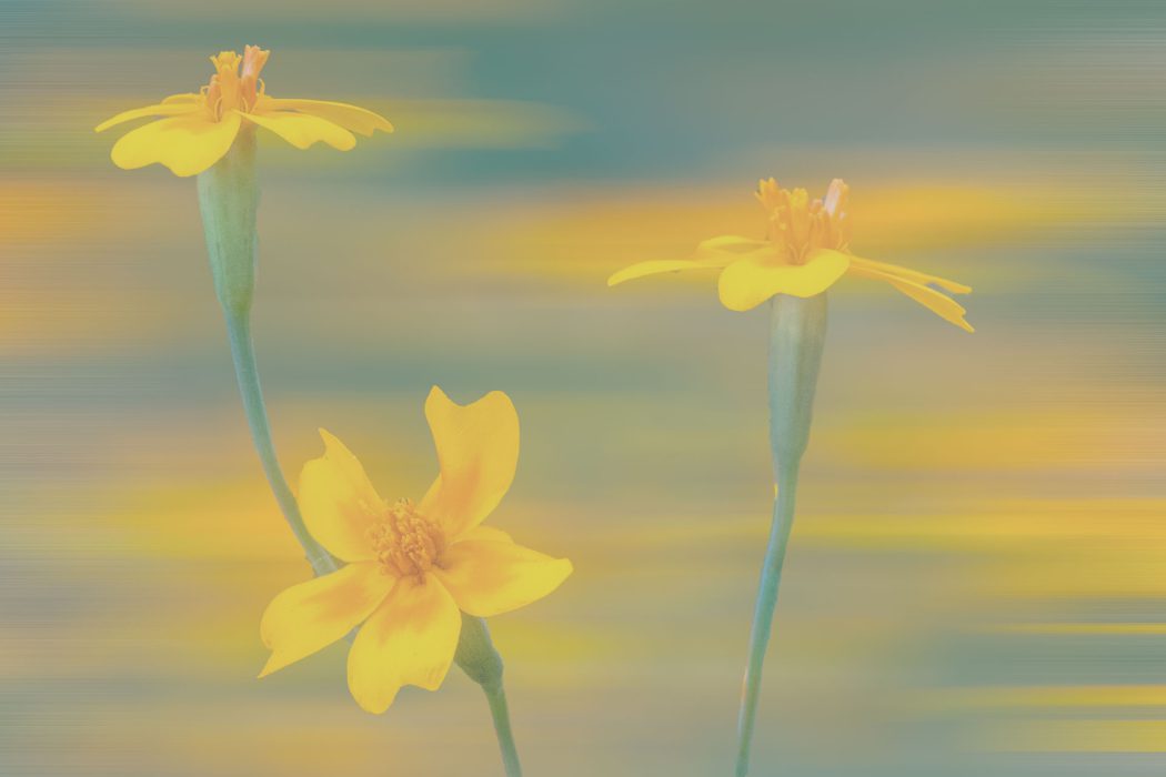 Drei gelbe Blüten mit grünen Stielen vor weich verschwommenem Hintergrund in Gelb und Blau