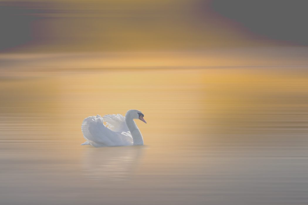 Weißer Schwan gleitet über golden-violettes Wasser bei Sonnenunterga