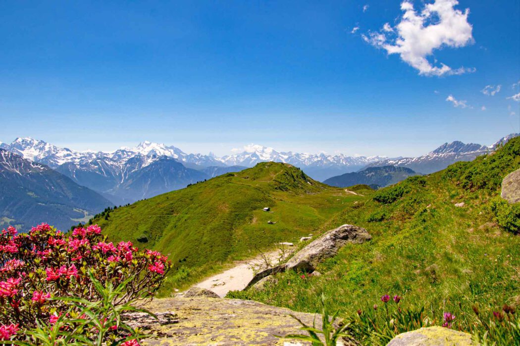 Ein sonniger alpiner Hang mit grüner Wiese, Felsen, einem schmalen Pfad und leuchtend pinken Blumen im Vordergrund; dahinter erheben sich schneebedeckte Berggipfel unter klarem Himmel.