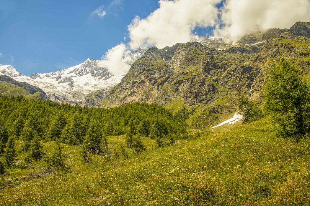 Berglandschaft mit grünen Wiesen, Wald und schneebedeckten Alpen