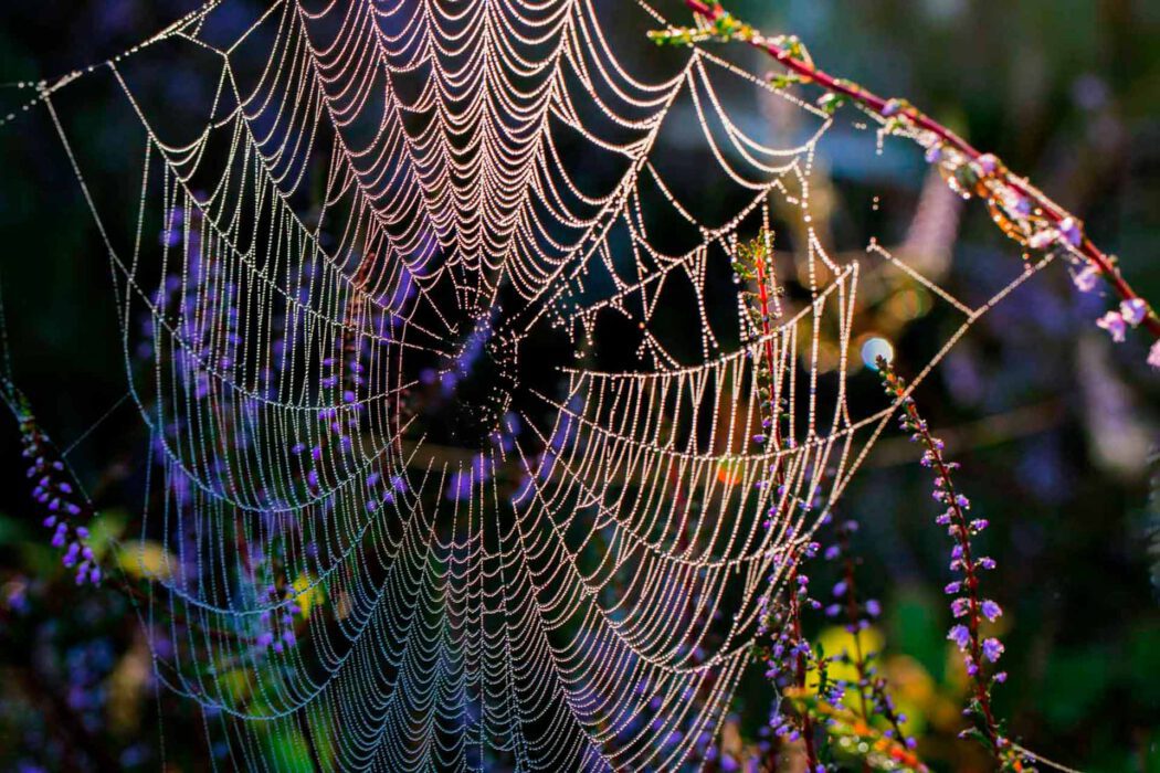Spinnennetz mit Tautropfen im Morgenlicht