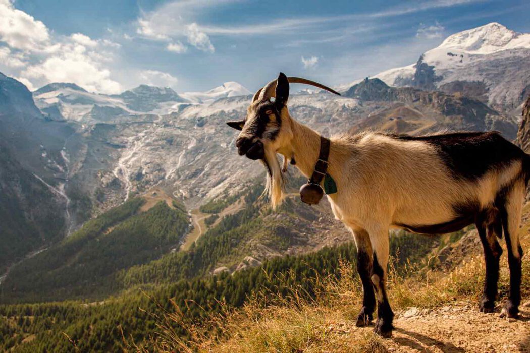 Reisefotografie Walliser Alpen: Bergziege mit Glocke am Halsband steht im Profil auf Bergpfad, im Hintergrund Panorama mit schneebedeckten Viertausendern, Gletschern und grünem Tal, blauer Himmel, Alpenidylle.