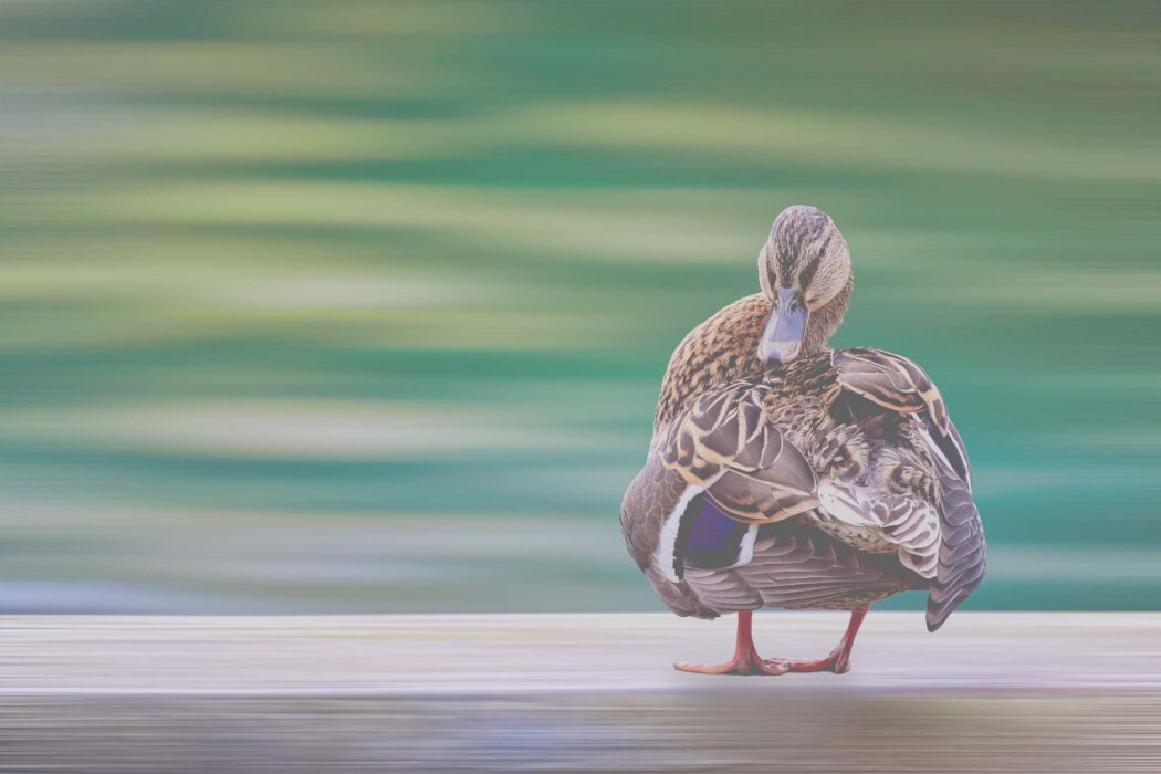 Ente mit detailliertem Gefieder auf Holzsteg vor unscharfem Hintergrund aus Wasser und Grün