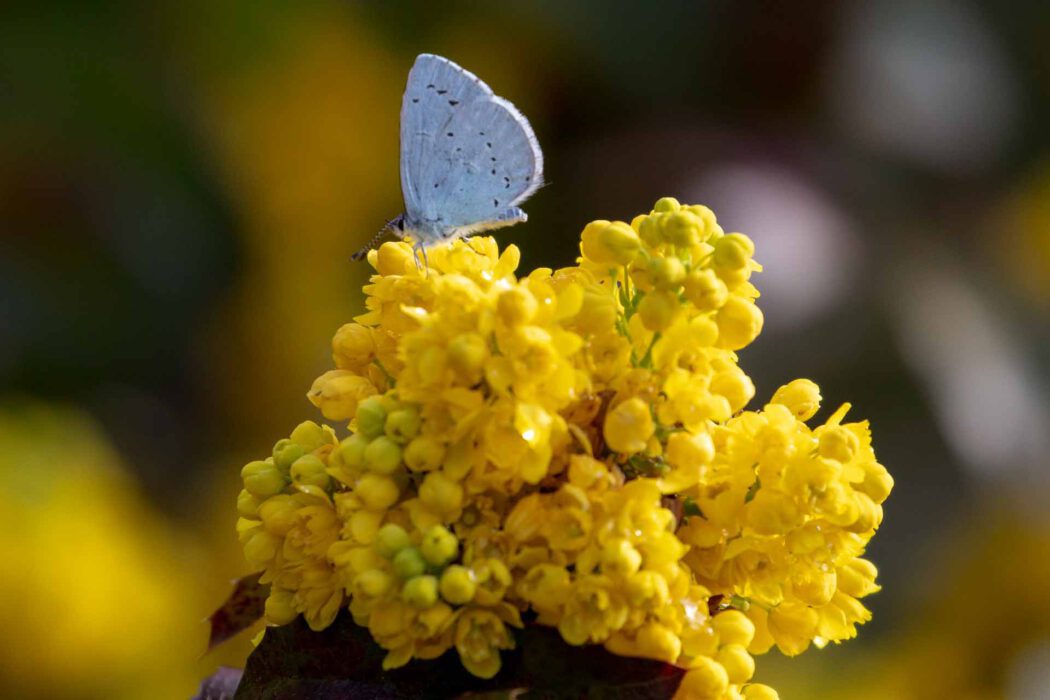 Blauer Schmetterling auf gelben Mahonienblüten