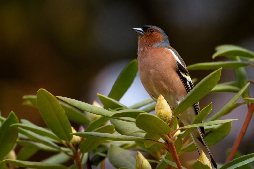 Buchfink sitzt auf einem Ast mit grünen Blättern und Knospen