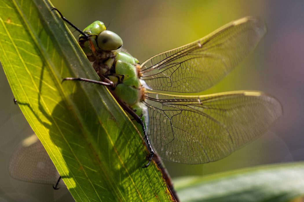 Grüne Libelle sitzt auf einem Blatt, Nahaufnahme