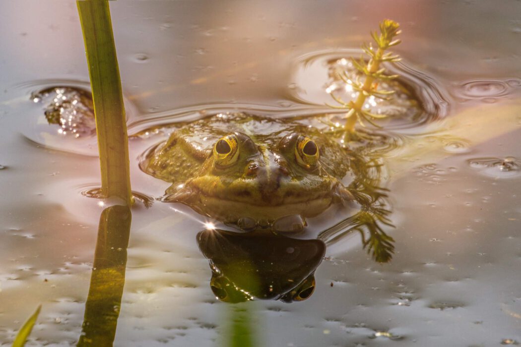 rosch im Wasser mit Spiegelung, frontal aufgenommen