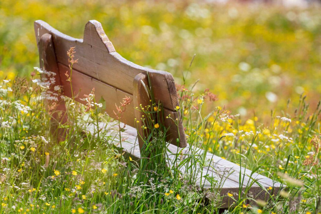 Hölzerne Bank in einer blühenden Frühlingswiese mit Wildblumen