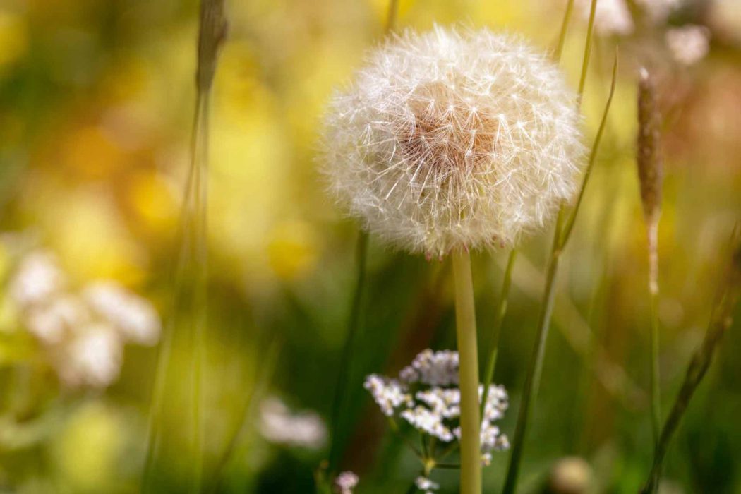 ahaufnahme einer gelben Löwenzahnblüte mit Pollen.