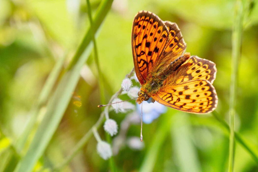 Ein orange-brauner Schmetterling mit dunklen Flecken sitzt auf einer violetten Blume.