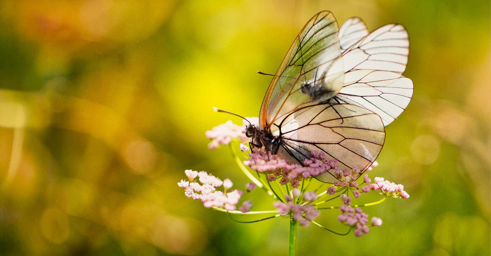 Aporia crataegi (Baumweißling) auf rosa Blüten: Nahaufnahme eines Baumweißlings mit seinen charakteristischen, durchscheinenden Flügeln, der auf zarten rosa Blüten vor einem weichgezeichneten grünen und gelben Hintergrund sitzt. Ideal für Naturthemen, Insektenbeobachtung und Gartenliebhaber.