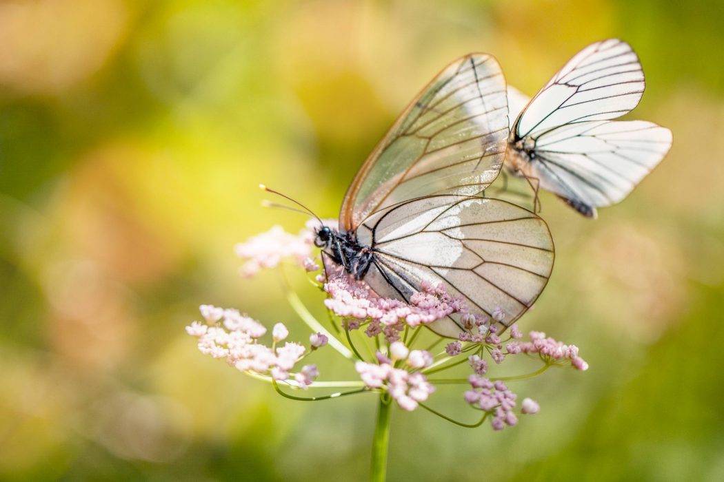 Aporia crataegi (Baumweißling) auf rosa Blüten: Nahaufnahme eines Baumweißlings mit seinen
