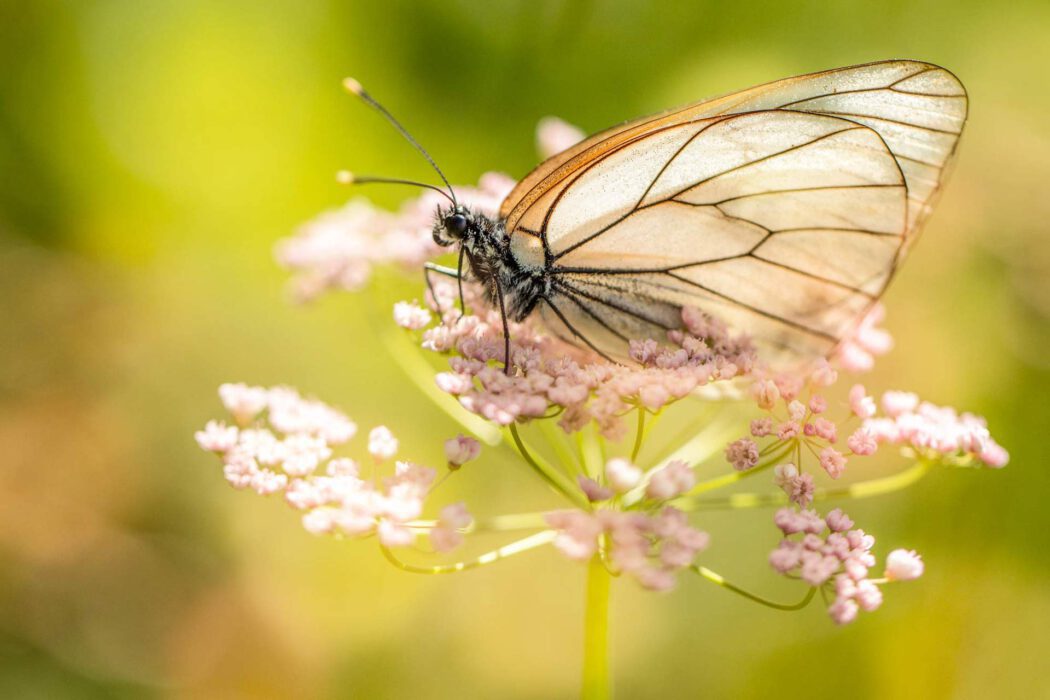 Ein Baumweißling mit durchscheinenden, geäderten Flügeln sitzt auf einer grünen Pflanze.