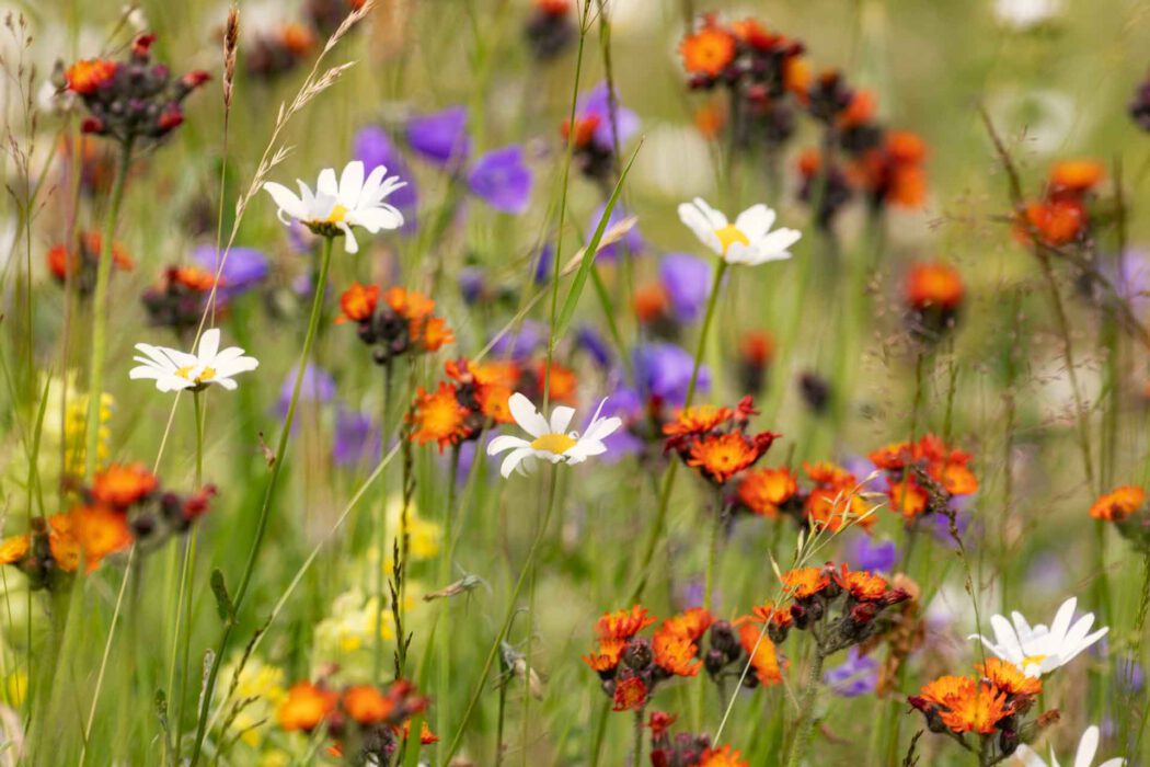 Nahaufnahme einer Sommerwiese voller bunter Wildblumen wie Gänseblümchen, orangefarbene und violette Blüten.